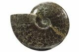 Polished Fossil Ammonite (Cleoniceras) - Madagascar #234619-1